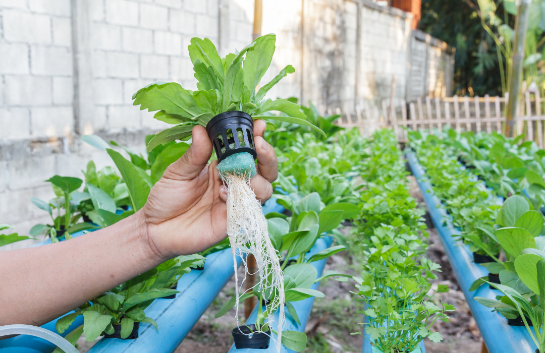 What Is Hydroponics?